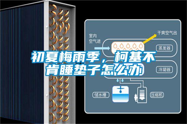 初夏梅雨季，柯基不肯睡墊子怎麽辦