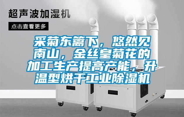 采菊東籬下，悠然見南山，金絲皇菊花的加工生產提高產能，升溫型烘幹工業91视频链接下载