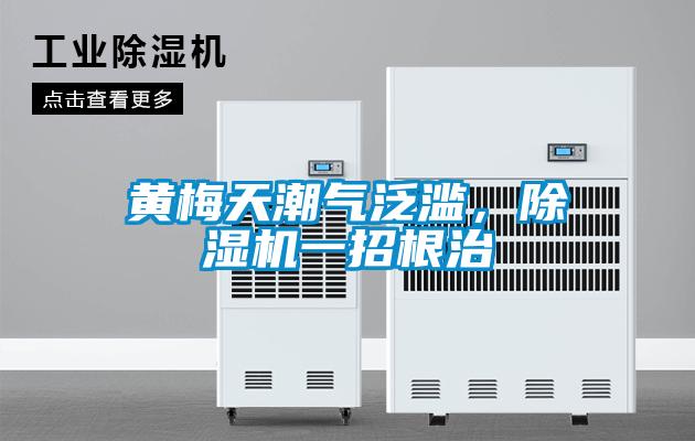 黃梅天潮氣泛濫，91视频链接下载一招根治