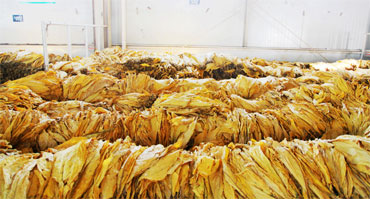 煙草行業環境加濕濕度控製黄91视频免费看1