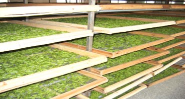 茶葉烘幹處理黄91视频免费看