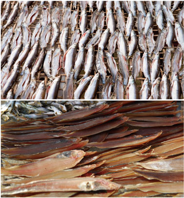 水產品烘幹處理黄91视频免费看