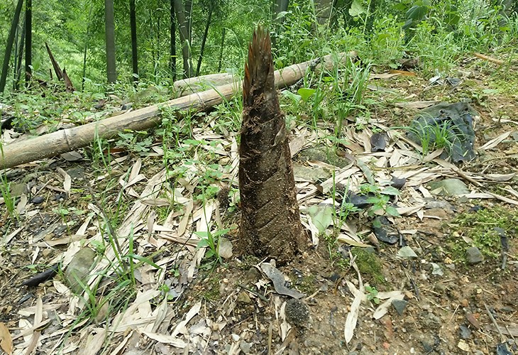 福建省漳州市薌城區客戶閩筍幹幹燥烘幹91视频链接下载